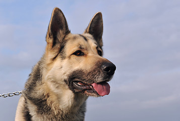 Image showing german shepherd