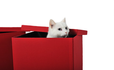 Image showing white cat in box