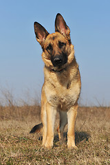 Image showing german shepherd