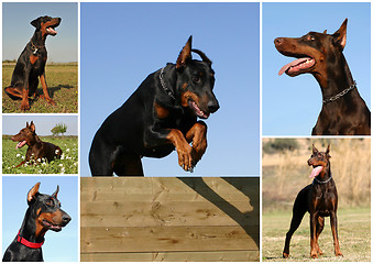 Image showing doberman