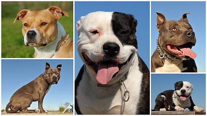 Image showing american staffordshire terrier