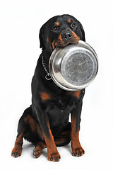 Image showing hungry rottweiler