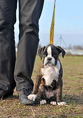 Image showing puppy boxer