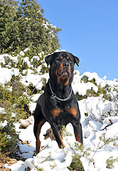 Image showing rottweiler in the snow