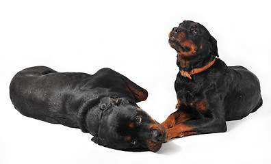 Image showing two rottweiler