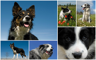 Image showing border collie