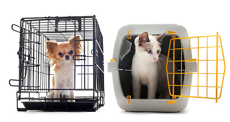 Image showing chihuahua and cat in kennel