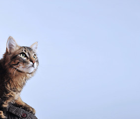 Image showing Norwegian Forest Cat 