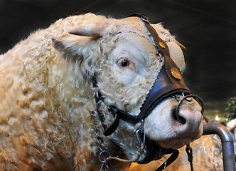 Image showing charolais bull