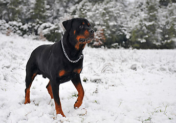 Image showing rottweiler in the snow