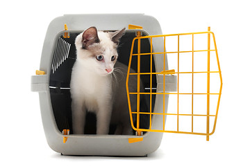 Image showing kitten in pet carrier
