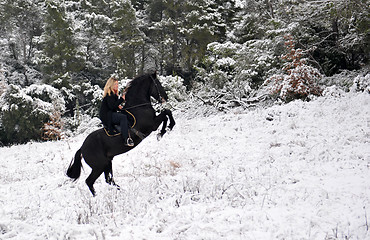 Image showing rearing stallion