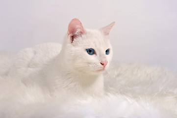 Image showing white cat with blue eyes