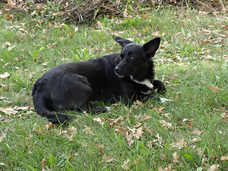 Image showing Black dog
