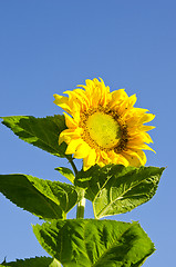 Image showing beautiful colorful sunflower head leaves blue sky 