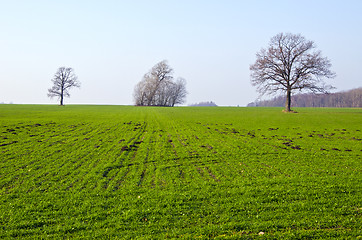 Image showing agricultural field sown grass tree molehill spring 