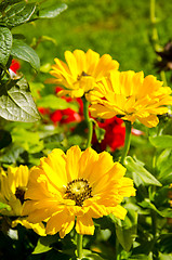 Image showing flower yellow bloom summer garden background 