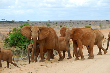 Image showing elephants 