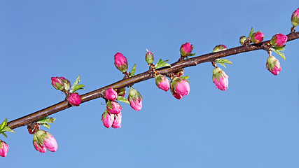 Image showing Sakura flowers that opened