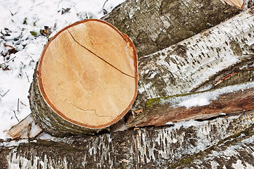 Image showing Birch logs in winter