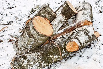 Image showing Birch logs on the snow