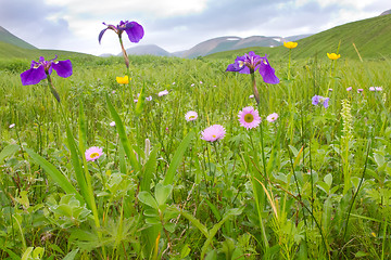 Image showing Blossoming meadows of Commander Islands