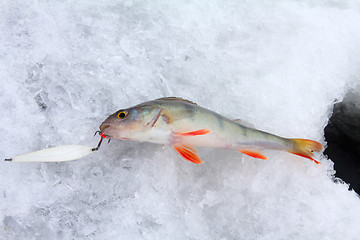 Image showing On a perch  fishing