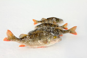 Image showing On a perch  fishing