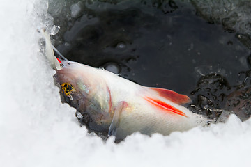 Image showing On a perch  fishing