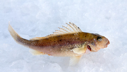 Image showing Ruff