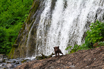 Image showing The scared Blue Arctic fox against falls