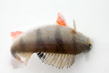 Image showing On a perch  fishing