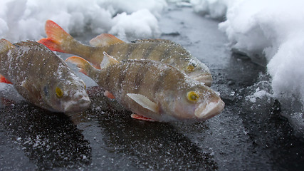 Image showing On a perch  fishing