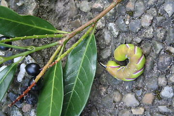 Image showing Caterpillar