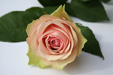 Image showing Wonderful pink rose against white background