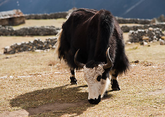 Image showing rural life in Nepal: Yak and highland village