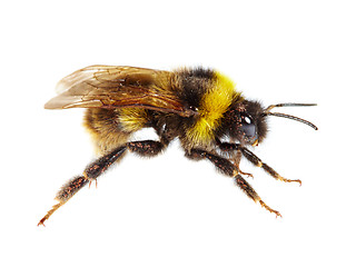 Image showing bumblebee