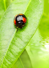 Image showing The small bug on a leaf of a plant.