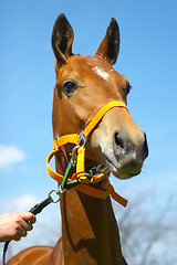 Image showing Horse