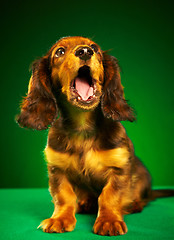 Image showing puppy dachshund