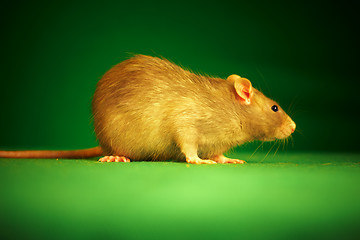 Image showing Rat on a green background