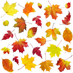 Image showing Autumn leaves on a white background