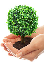 Image showing Human hands and tree