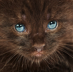 Image showing Portrait of a small kitten