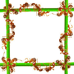 Image showing Ants