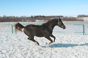 Image showing Skipping horse.