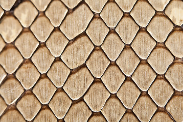 Image showing Snake leather texture