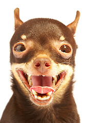 Image showing Russian toy-terrier.Ridiculous dog