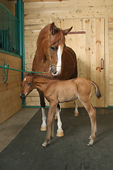 Image showing horse with a foal