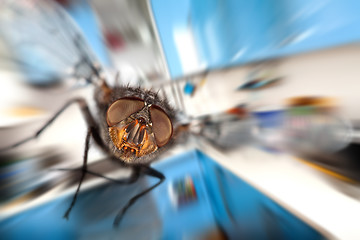 Image showing housefly  Flying in kitchen